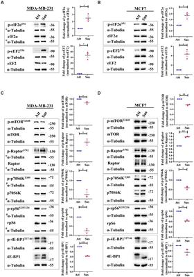 Inhibition of protein translation under matrix-deprivation stress in breast cancer cells